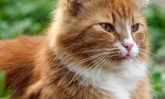 Pasożyty, pchły i kleszcze u kota- jak sobie z nimi radzić?