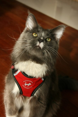 ALL FOR CATS Sportowe szelki dla kota XS czerwone