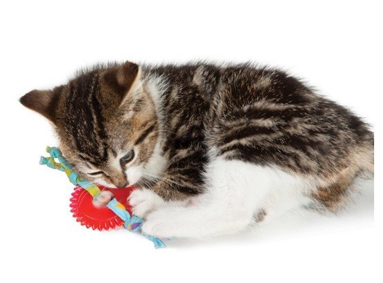 Petstages Koło do żucia dla kociąt Petstages Koło do żucia dla kociąt