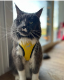 ALL FOR CATS Szelki sportowe dla kota XS żółte