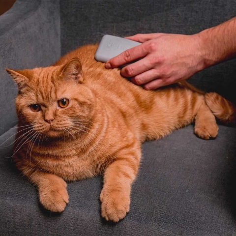 Fiboo Twarda szczotka do wyczesywania i masażu dla kota