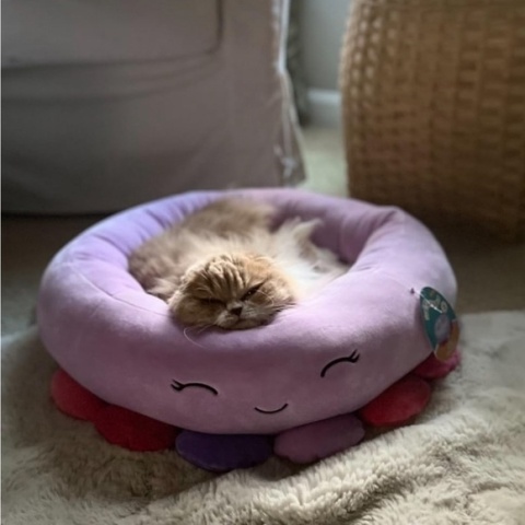 Squishmallows legowisko dla kota Beula The Octopus - ośmiorniczka rozmiar S 50cm