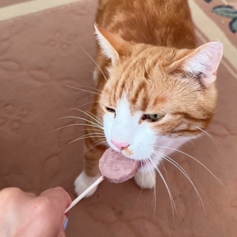 Dr Malou Liofilizowane lizaki mięsne dla kotów (mix smaków) 15 sztuk - przysmak dla kota 25g