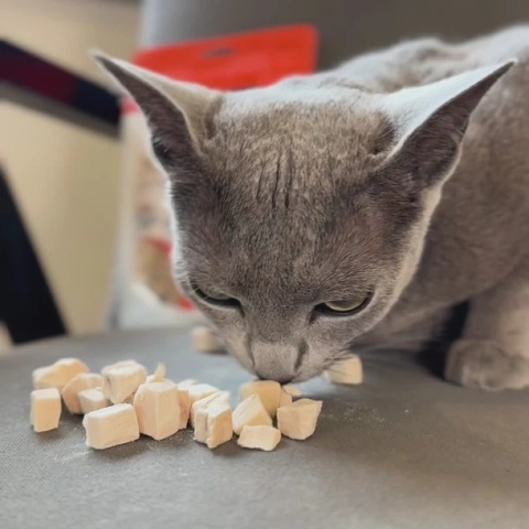 Dr Malou liofilizowany łosoś - przysmak dla kota mięsne kostki 50g