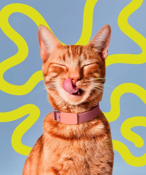 Amanova Ocean Blend Tuna & Salmon Creamy Treats - kremowy przysmak dla kota 6x15g