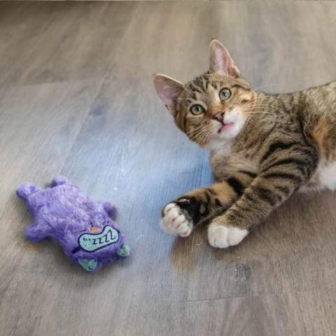 Petstages Purr Pillow Kitty - mrucząca poduszka dla kota
