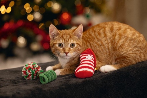 Beeztees Christmas Fun - zestaw świątecznych zabawek dla kota