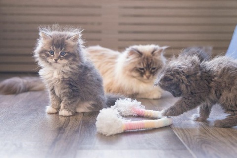 Beeztees Kitten Chrissie - kolorowa zabawka dla kociąt