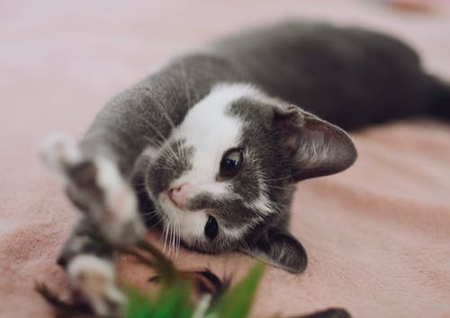 Karma mokra dla kota Eden- nowość na kotamy.com