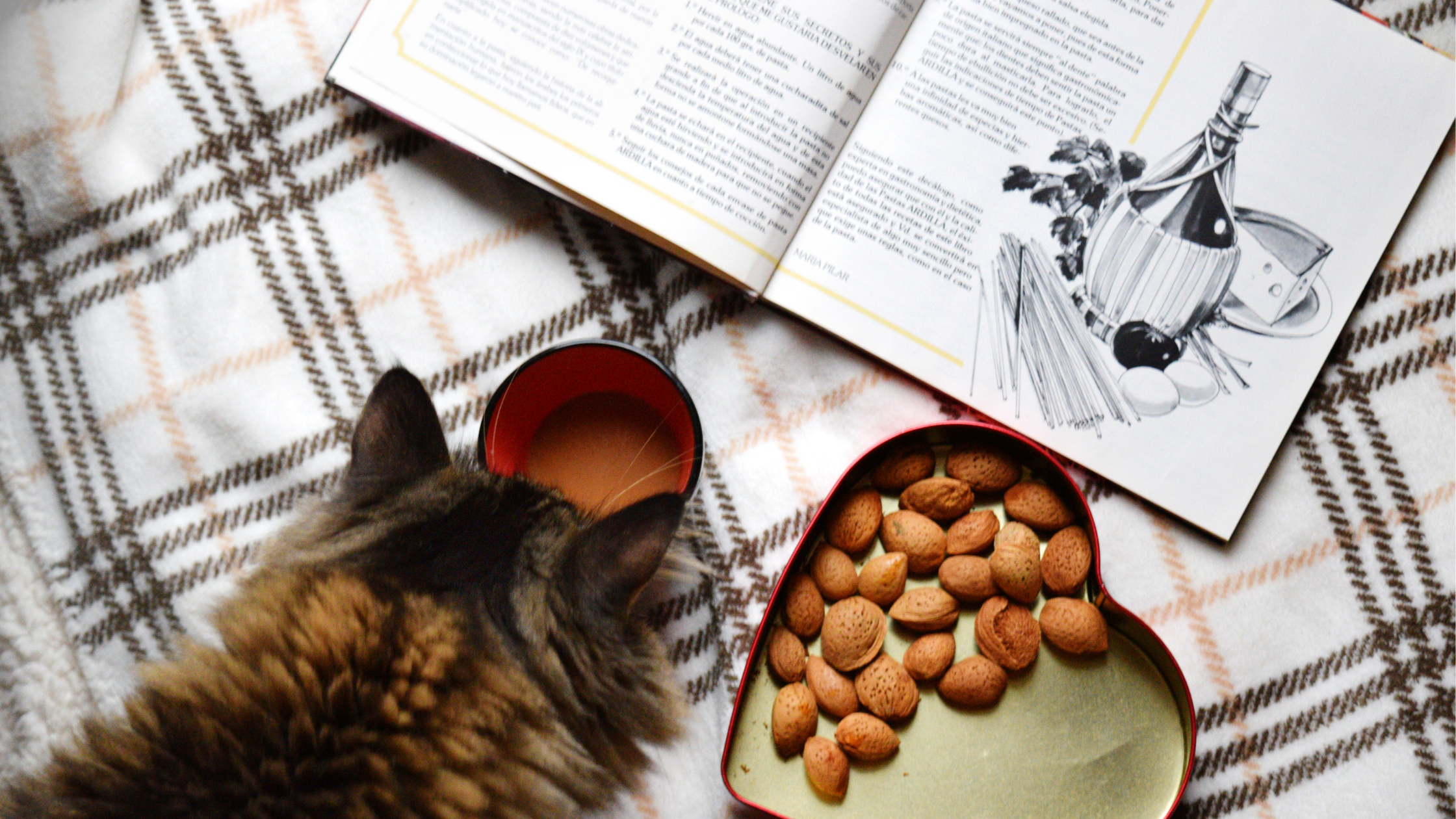 Jak przestawić kota na dobrą karmę?