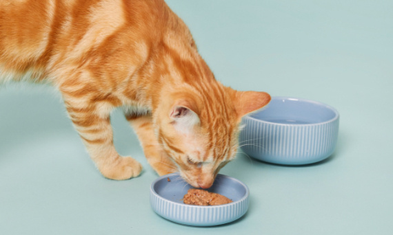Karma wysokomięsna dla kota - mokra karma z dużą zawartością mięsa