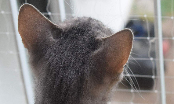 Siatka ochronna dla kota na balkon i okna