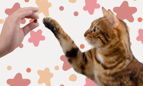 Karma i przysmaki dla wybrednego kota – ranking najlepszych produktów